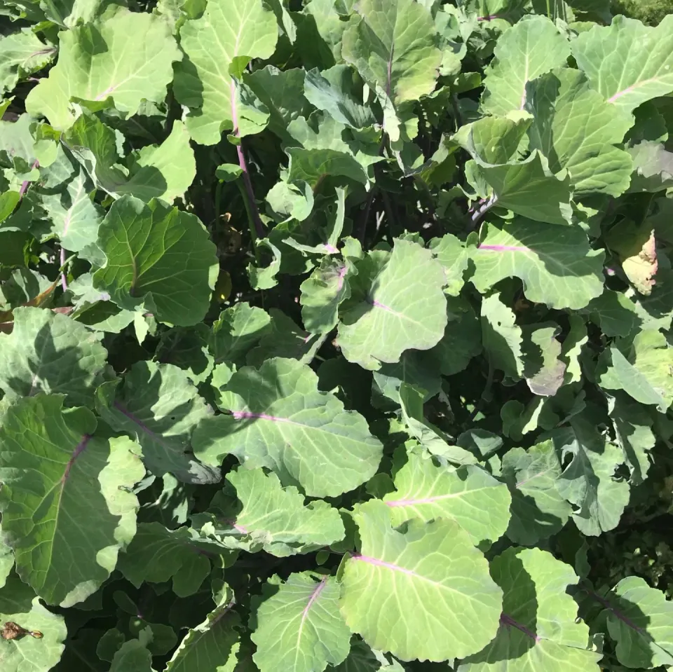 De Tuinen van MergenMetz Taunton Deane Kale koolplant vast