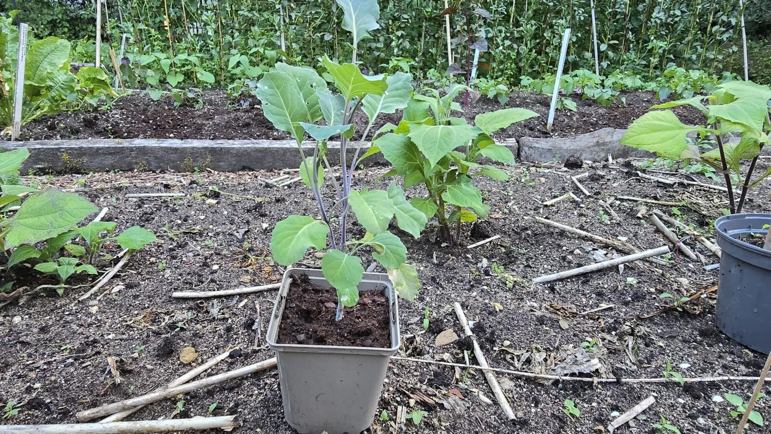 De Tuinen van MergenMetz Taunton Deane Kale koolplant vast
