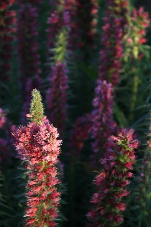 Vitale Rassen Rood Slangenkruid zaden onbespoten bijenplant