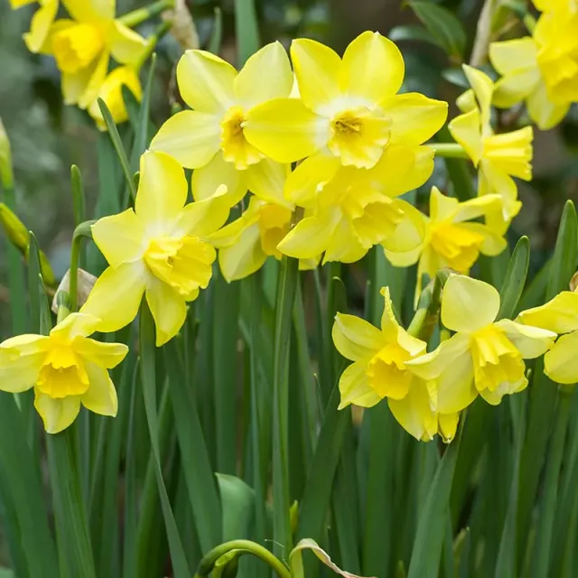World Botanics Narcissus Pipit narcisbollen geel 15 stuks