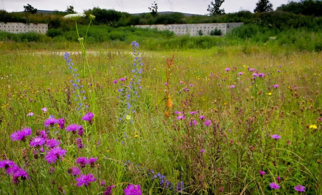 MediGran GD-63 graslandflora bloemenmengsel kalkrijk