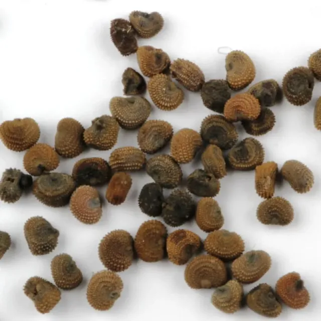 De Tuinen van MergenMetz Blaassilene zaden ca. 300 stuks wild