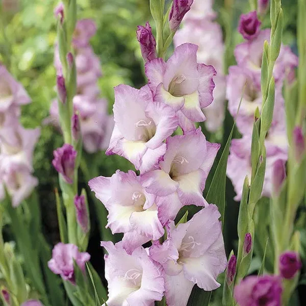 World Botanics Gladiolus Belladonna bloembollen roze