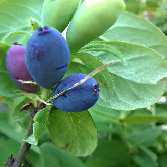 De Tuinen van MergenMetz honingbes struik Lonicera kamtschatica