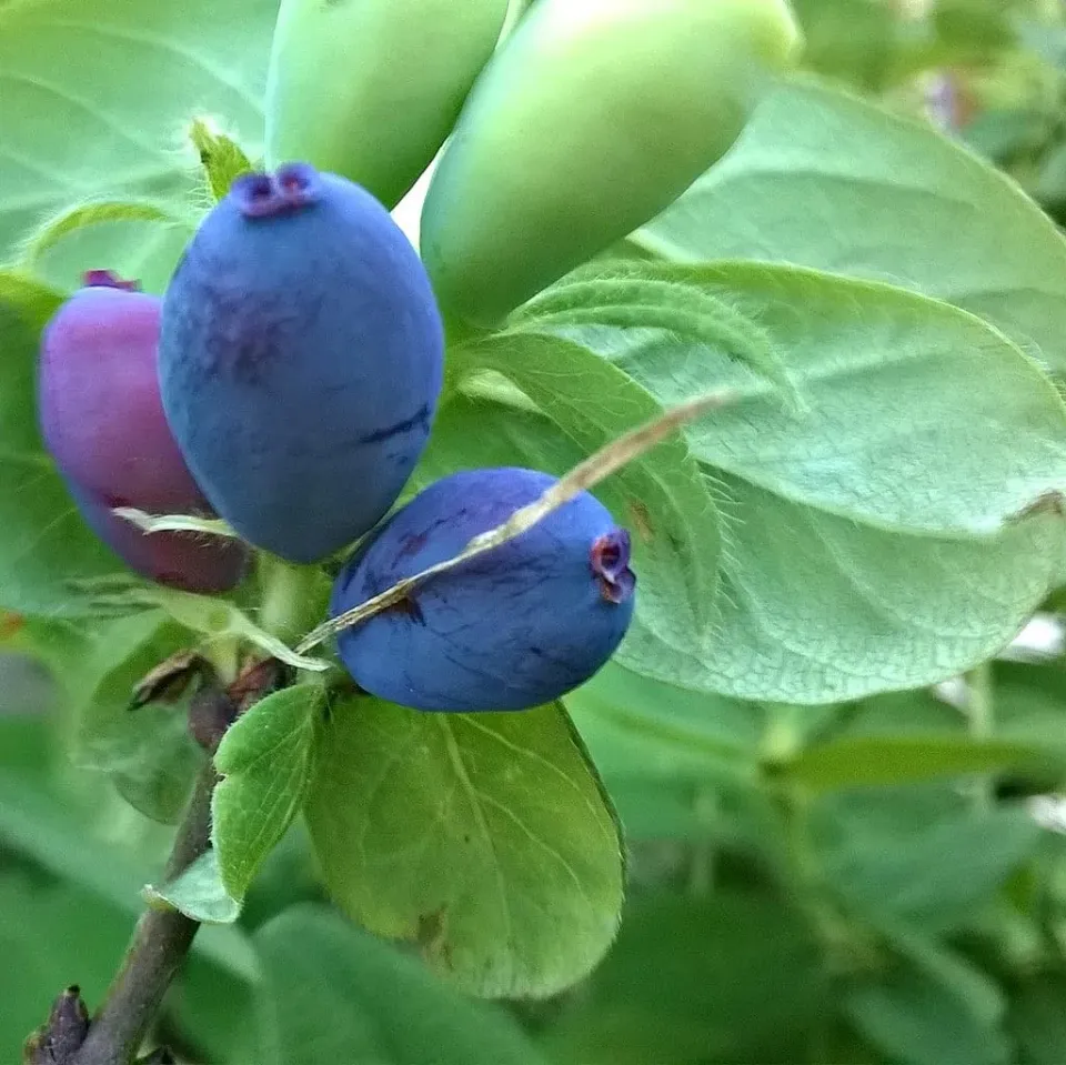 De Tuinen van MergenMetz honingbes struik Lonicera kamtschatica