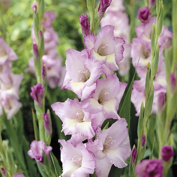 World Botanics Gladioli Border Collection bloembollen 90 stuks mix