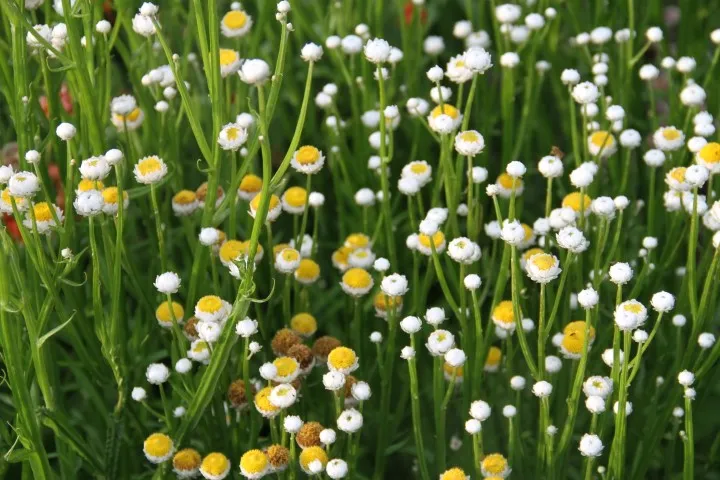 Vitale Rassen Papierknopje bloemzaden onbespoten