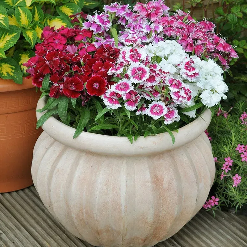 World Botanics Dianthus Festival Mixed F1 anjerplanten 15 stuks winterhard