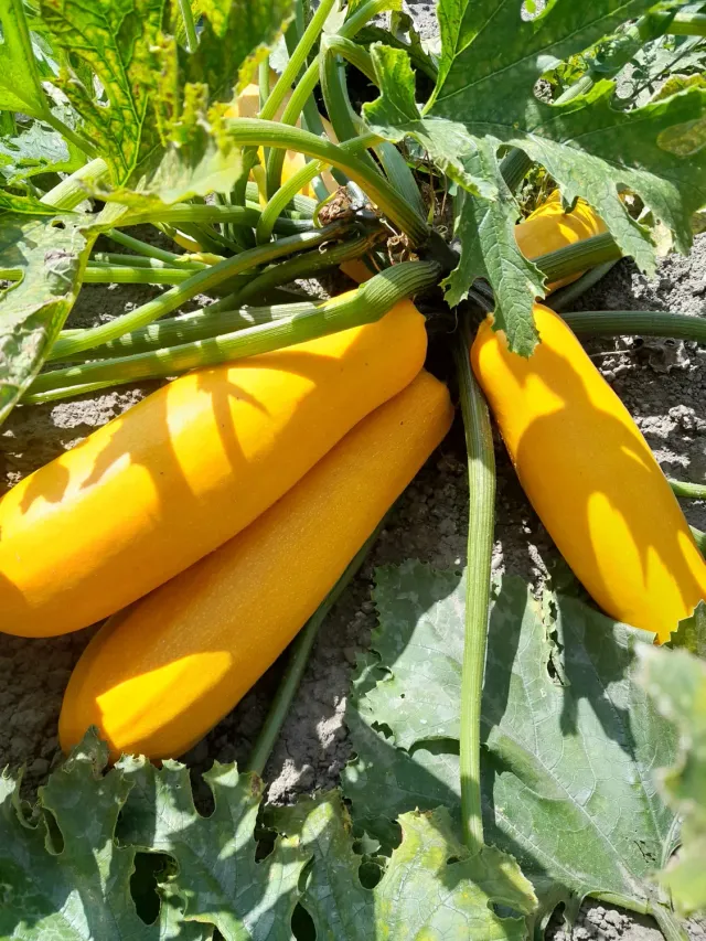 Vitale Rassen Solara gele courgette zaden onbespoten