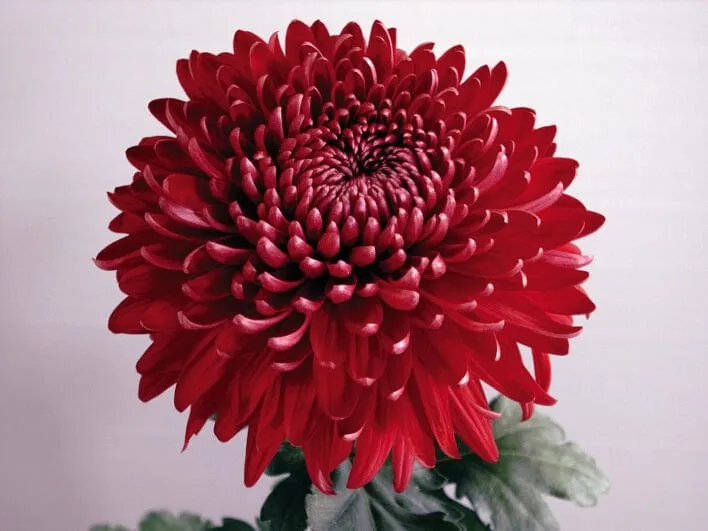 World Botanics Prelude chrysanten jonge planten 5 stuks snijbloem