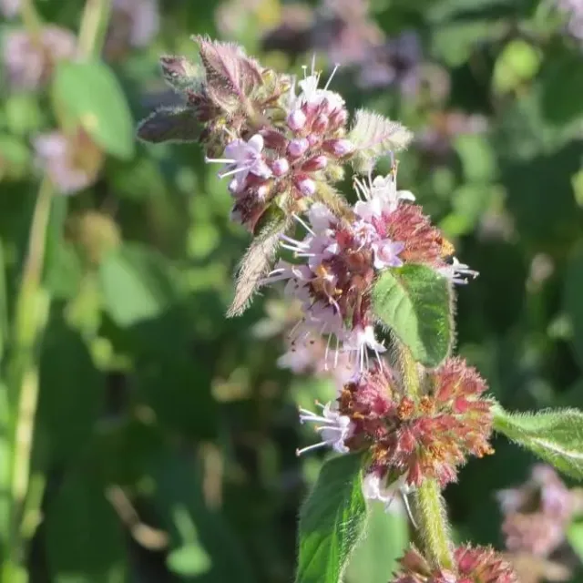 MediGran Mentha arvensis Akkermunt zaden voor vochtige grond
