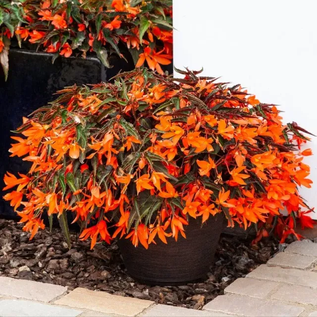 World Botanics Begonia Starshine Bronze Papaya bloemplant 5 stuks