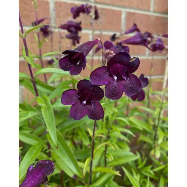 World Botanics Penstemon Plum Jerkum bloemplanten 5 stuks