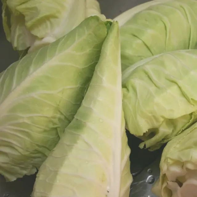 De Tuinen van MergenMetz Kool Filderkraut zaden 40 spitskool
