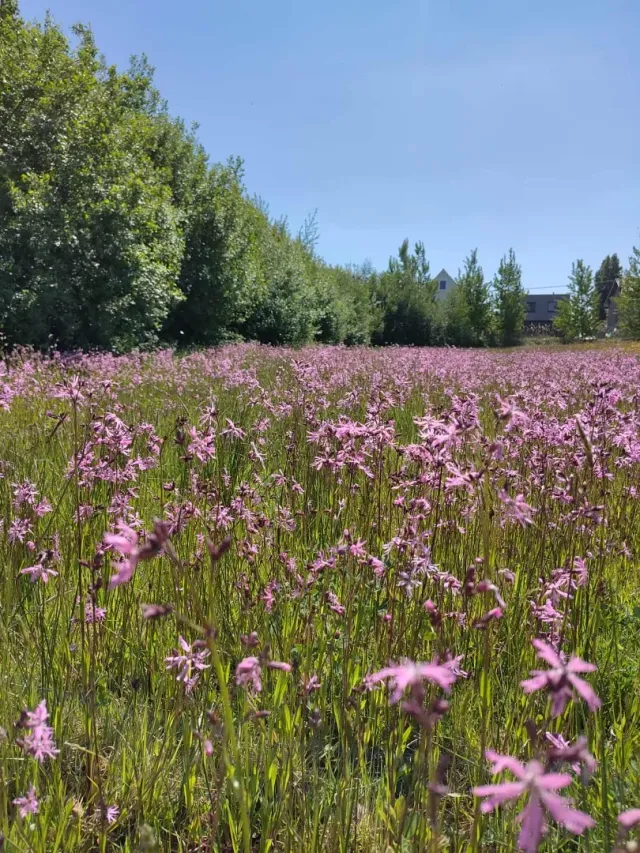 Vitale Rassen Echte koekoeksbloem zaden onbespoten