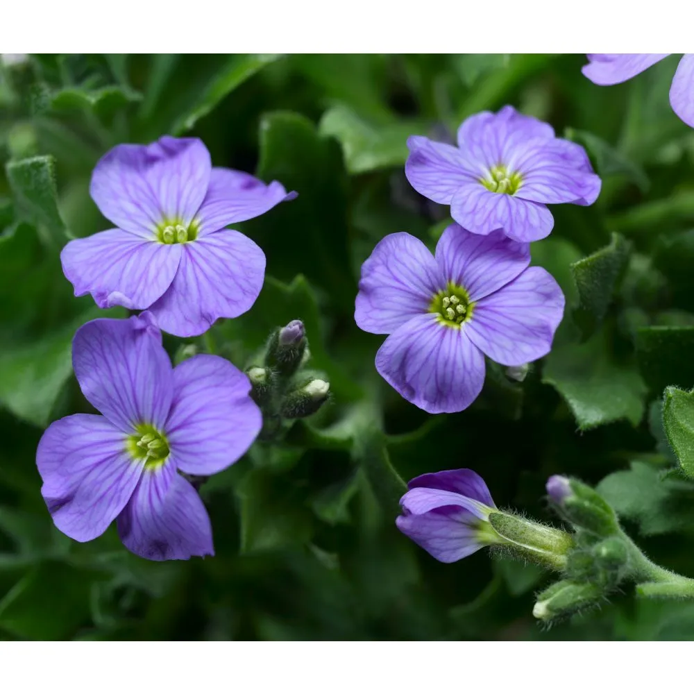 World Botanics Katie Blue aubrietaplanten blauw 15 stuks