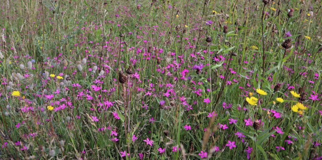 MediGran Graslandflora GD-62 bloemenzaden droge grond