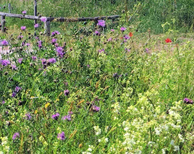 MediGran Graslandflora GD-67 bloemenmengsel zandgrond