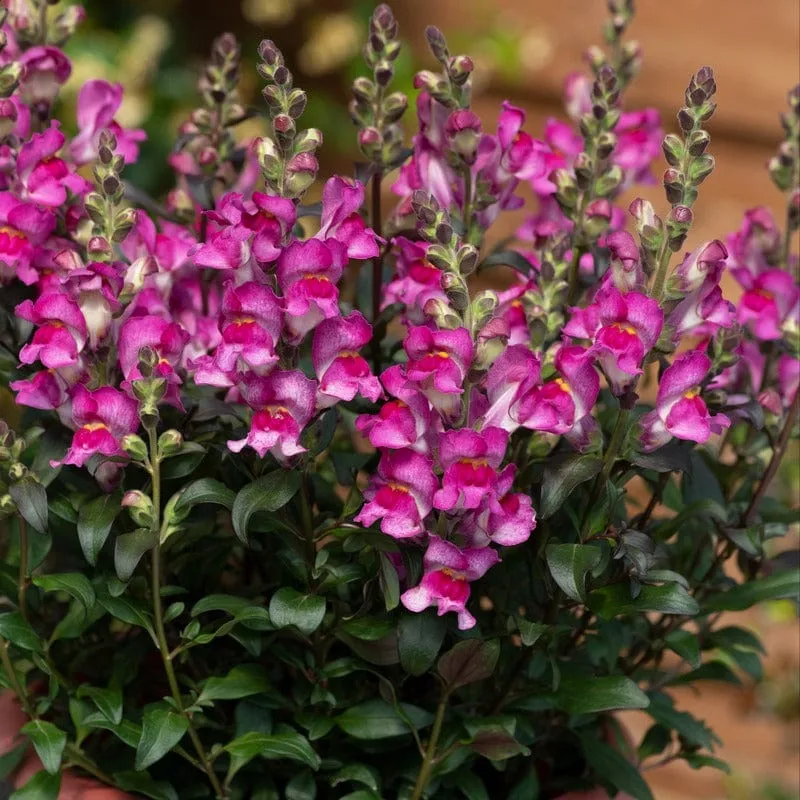 Johnsons Antirrhinum Snap in Black leeuwenbekjes 15 planten mix
