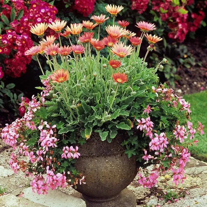 World Botanics Arctotis Flame jonge planten oranje
