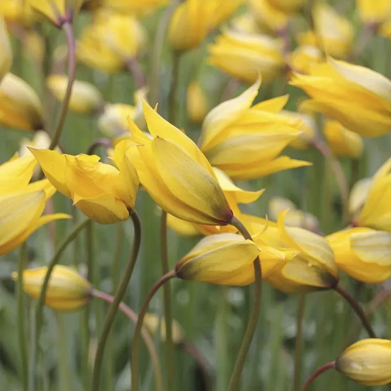 World Botanics Tulip Sylvestris bloembollen 15 stuks geel