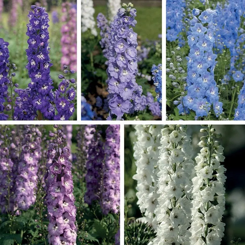 World Botanics Aurora ridderspoor jonge planten 5 stuks gemengd