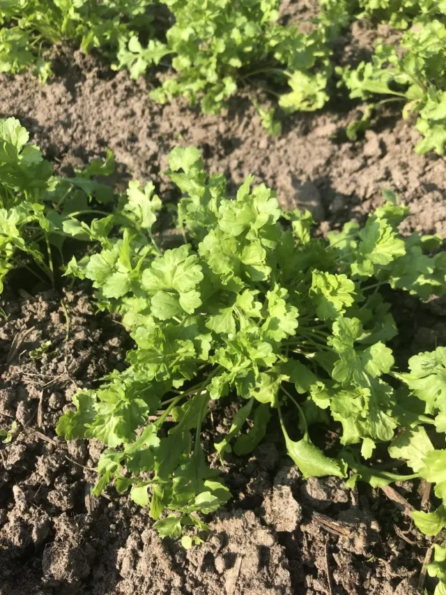 Vitale Rassen Tuinkers Wrinkle Krinkle zaden