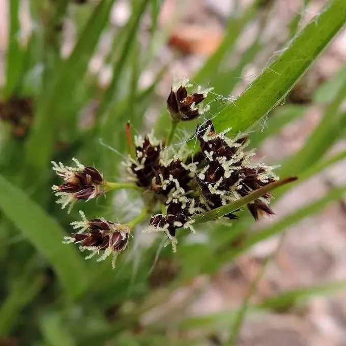 MediGran Veelbloemige veldbies Luzula multiflora zaden onbespoten
