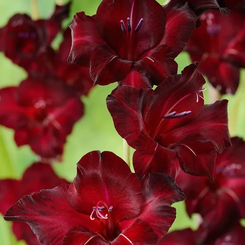 World Botanics Black Star gladiolen bloembollen donker