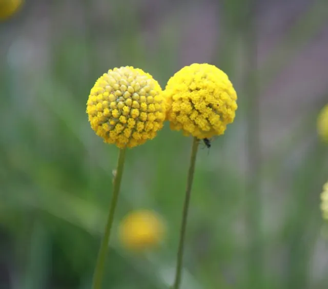 Vitale Rassen Trommelstokje bloemzaden onbespoten droogbloem