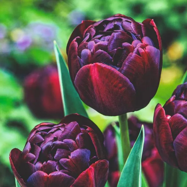 World Botanics Tulip Black Hero bloembollen 15 stuks donker