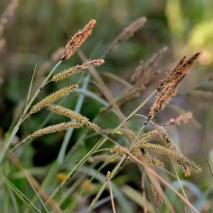 MediGran Carex flacca zeegroene zegge zaden onbespoten