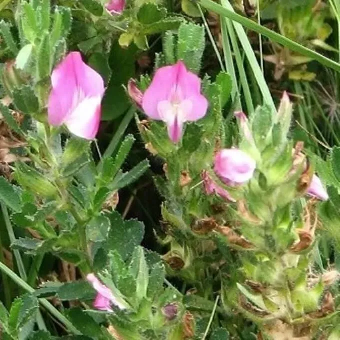 MediGran Ononis spinosa kruipend stalkruid zaden onbespoten droog