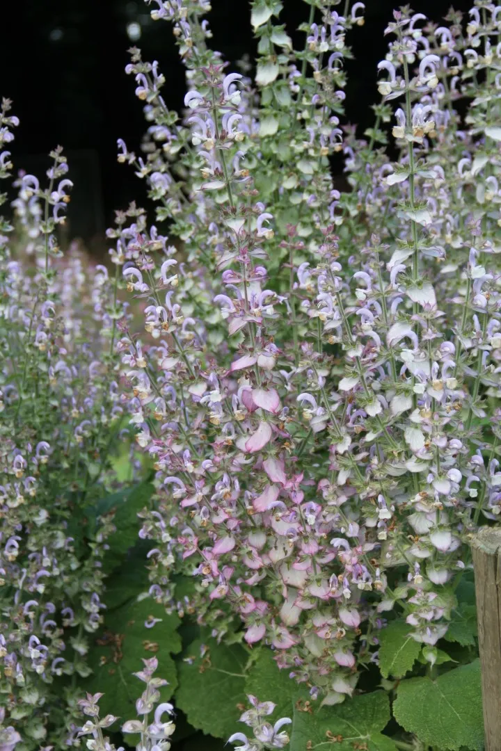 Vitale Rassen Muskaatsalie salvia zaden tweejarig
