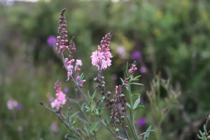 Vitale Rassen Vlasleeuwenbek bloemzaden laag