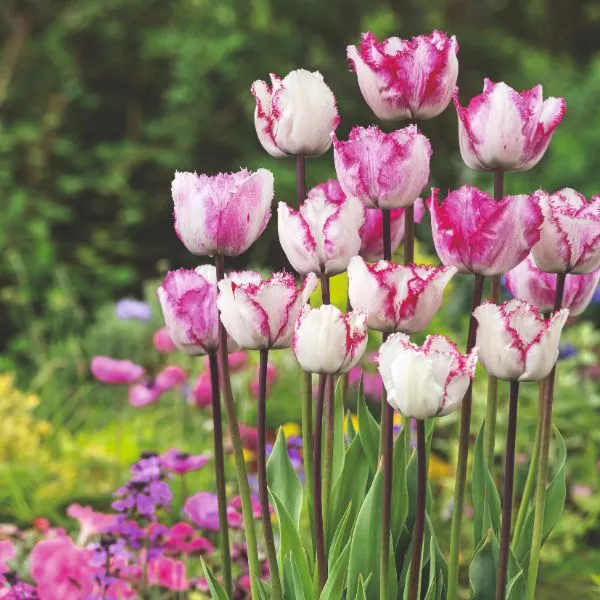 World Botanics Blueberry Ripple tulpenbollen 15 stuks paars-wit