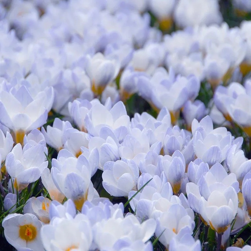 World Botanics Crocus Flower Bulb Collection bloembollen 50 stuks vroeg