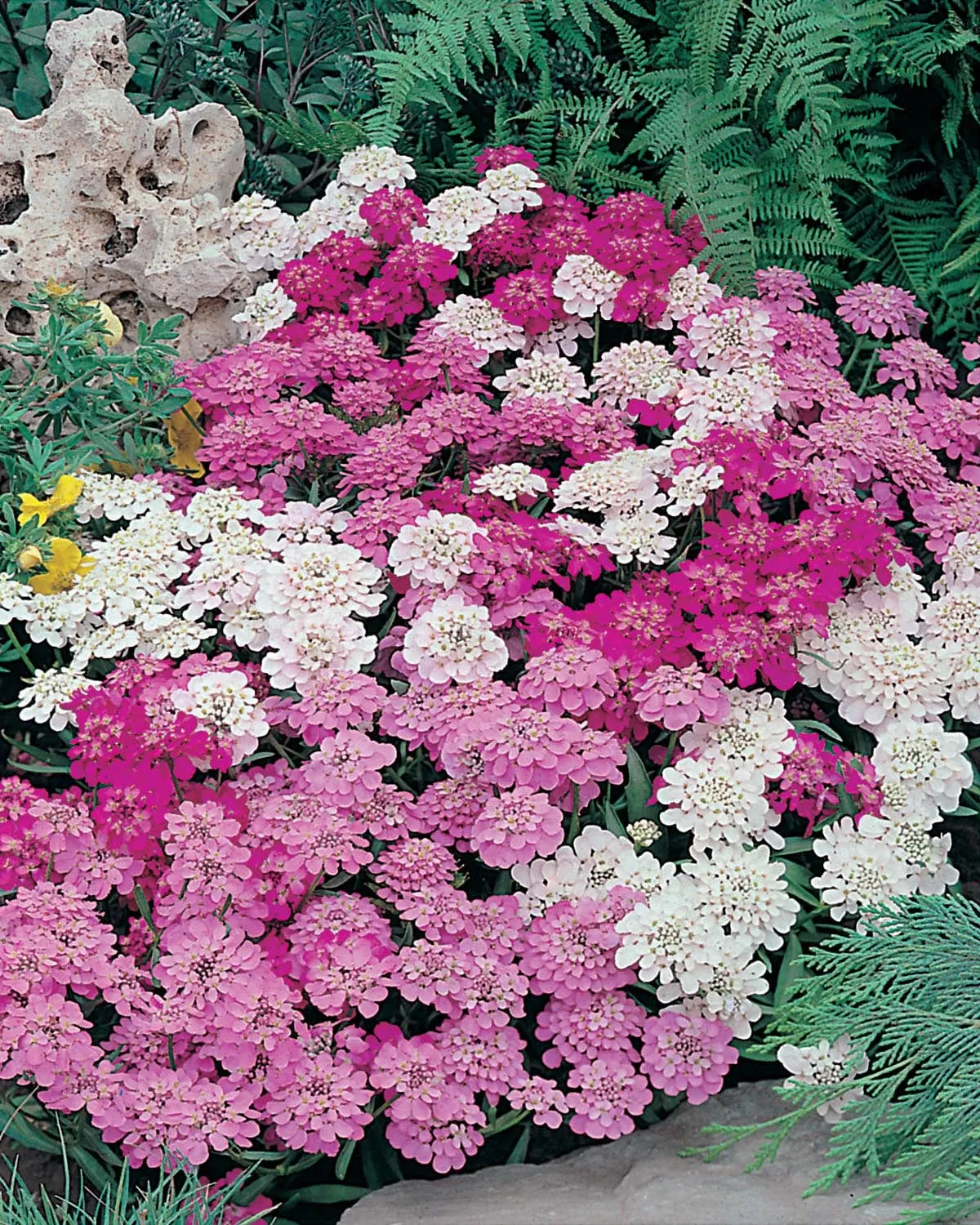 Johnsons Fairy Mixed candytuft zaden pastel 30 cm