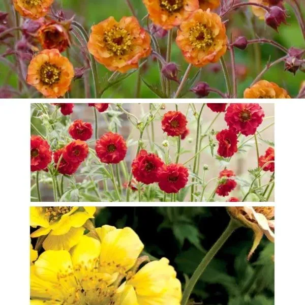 World Botanics Brights geum planten rood geel 3 stuks