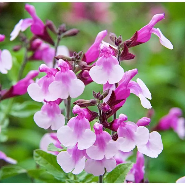 World Botanics Salvia Melba bloemplant 15 stuks pastel