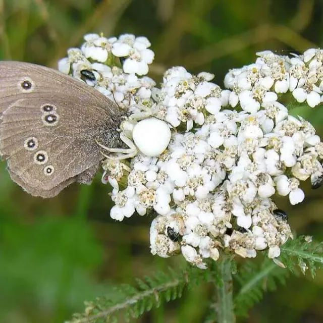 MediGran Achillea millefolium Duizendblad zaden onbespoten