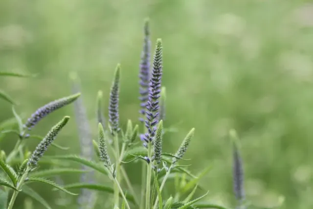Vitale Rassen Lange ereprijs bloemzaden onbespoten
