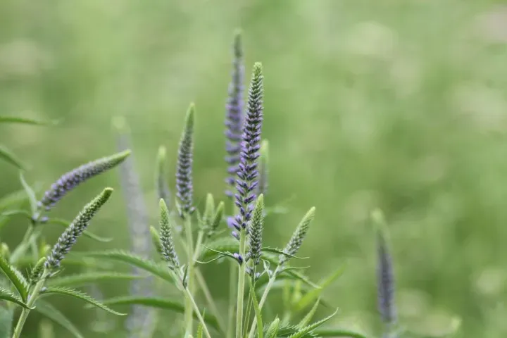 Vitale Rassen Lange ereprijs bloemzaden onbespoten