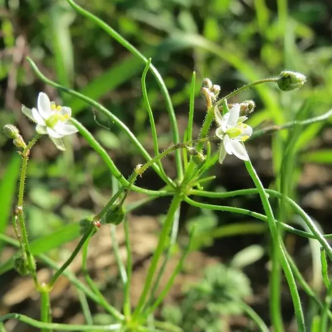 MediGran Spergula arvensis gewone spurrie zaden onbespoten