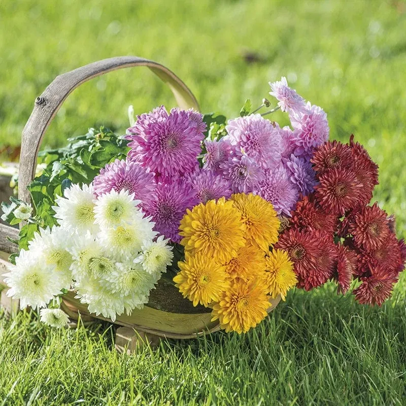 World Botanics Quantock Collection chrysant planten 5 stuks pluk