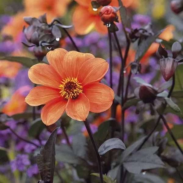 World Botanics Bishop of Oxford dahlia knol 1 stuk oranje