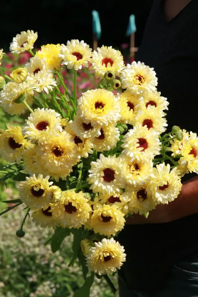 Vitale Rassen Goudsbloem Strawberry Blonde bloemzaden mix