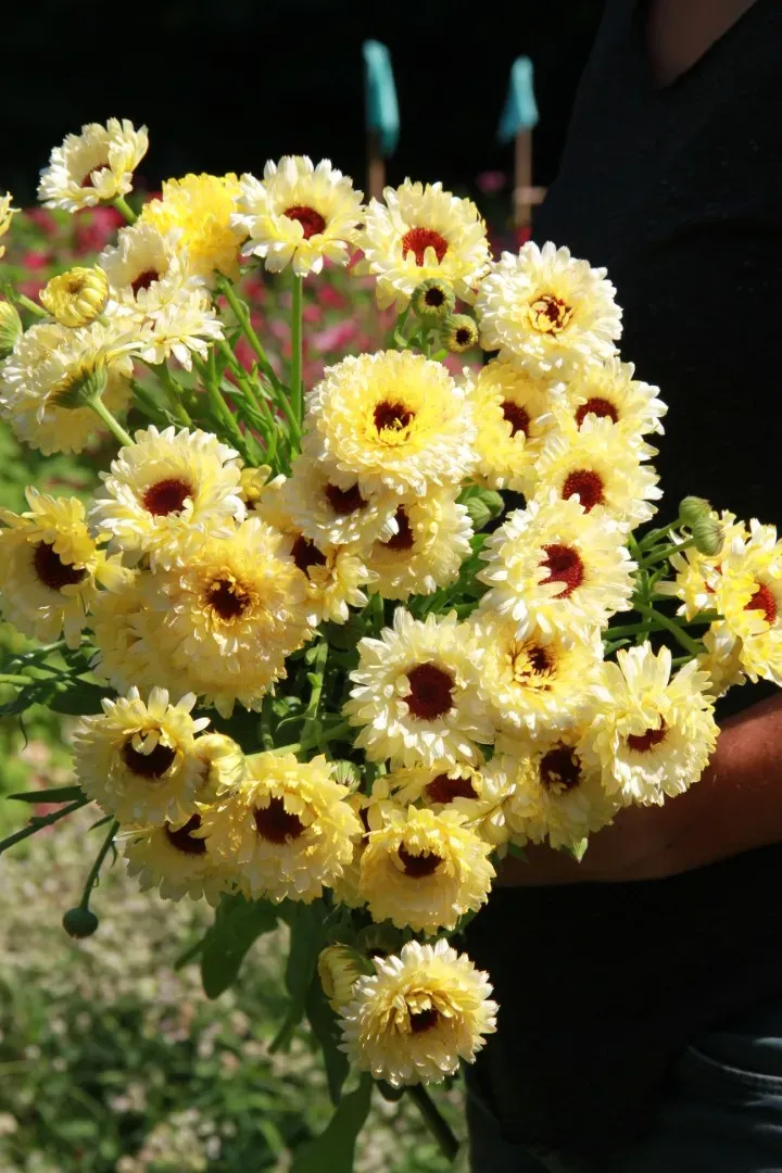 Vitale Rassen Goudsbloem Strawberry Blonde bloemzaden mix