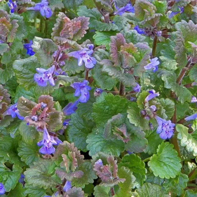 MediGran Glechoma hederacea hondsdraf zaden onbespoten