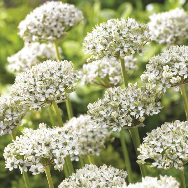 World Botanics Allium Border bloembollen 50 stuks bijen